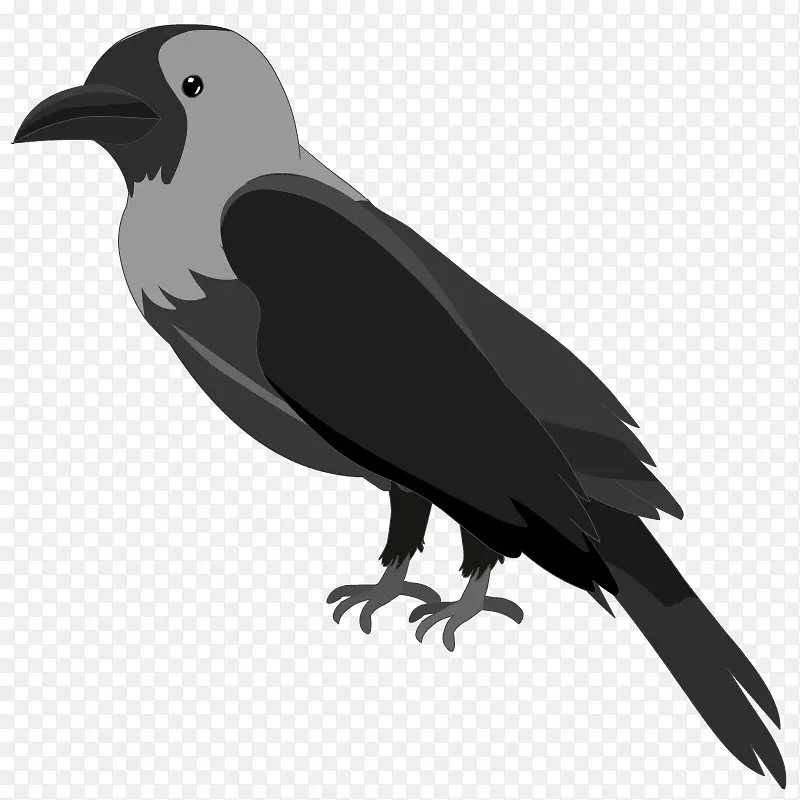 美洲乌鸦 鸟 新喀里多尼亚乌鸦