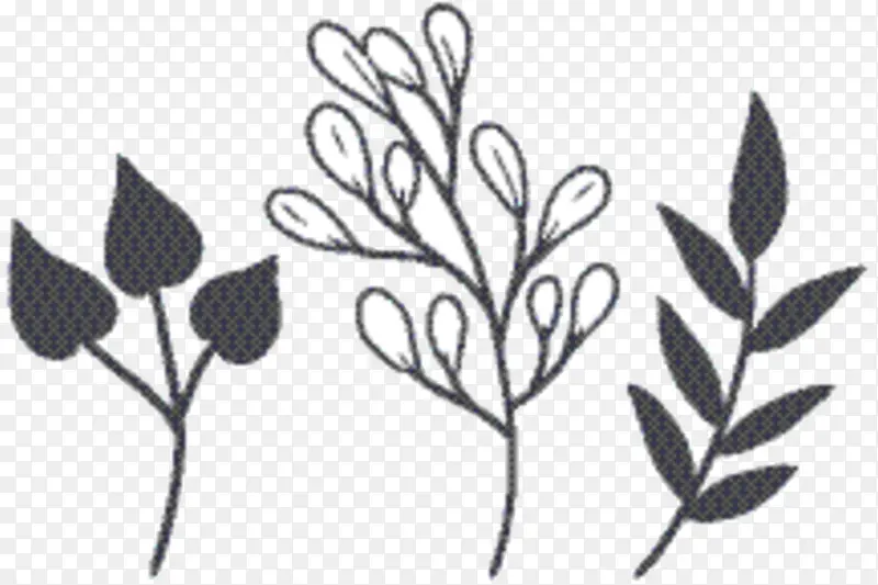 小枝 植物茎 绘画