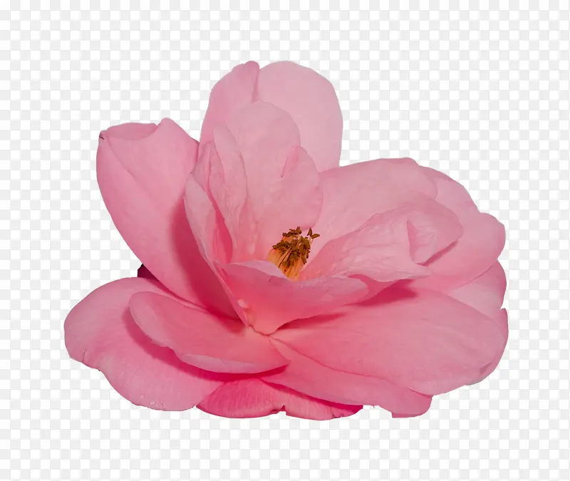 花朵 玫瑰 粉色花朵