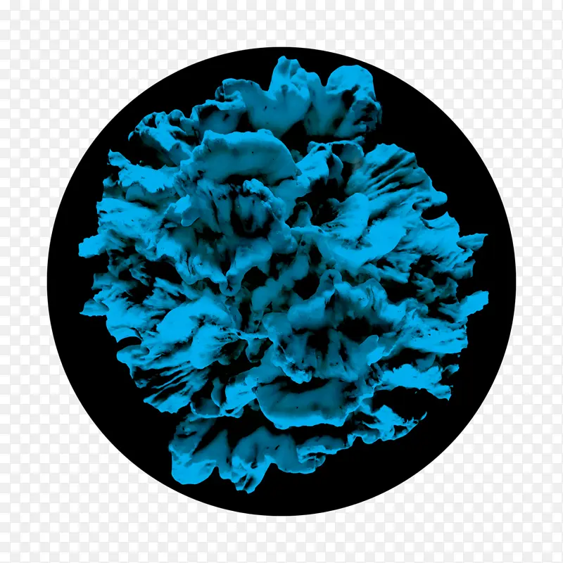 蓝色 阿波罗设计技术公司 珊瑚