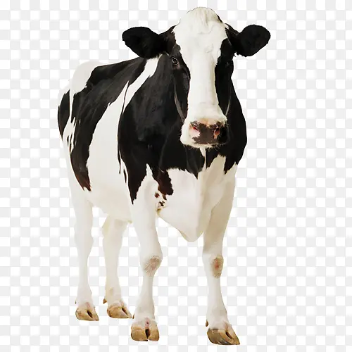 荷斯坦弗里西亚牛 西门塔尔牛 英国白牛