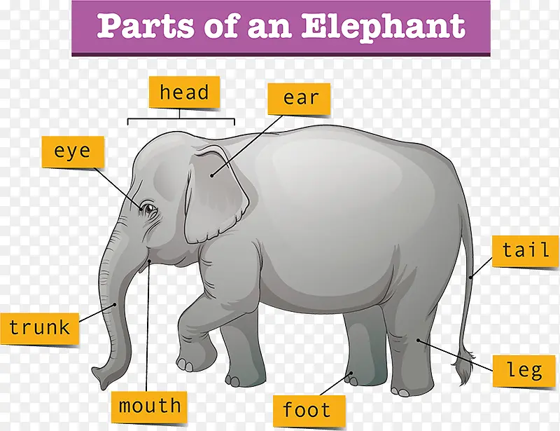 大象 图表 印度象