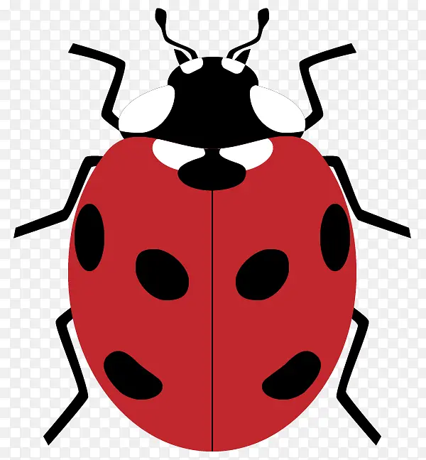 瓢虫甲虫 绘画 甲虫
