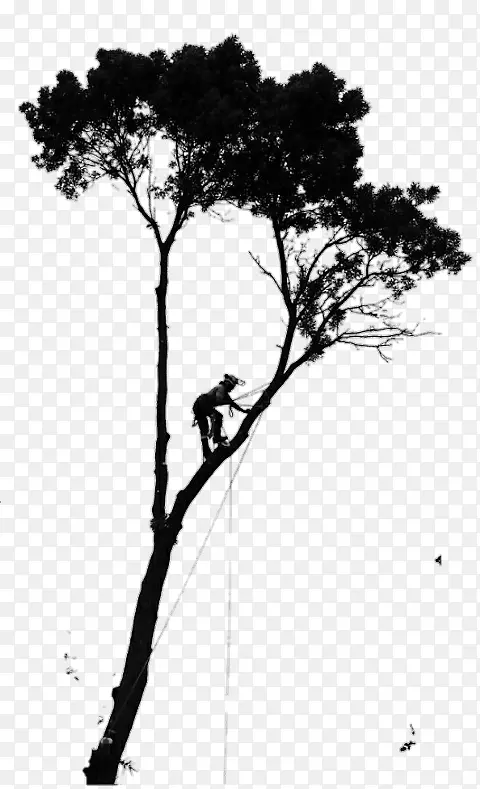 树木护理 植树师 爬树