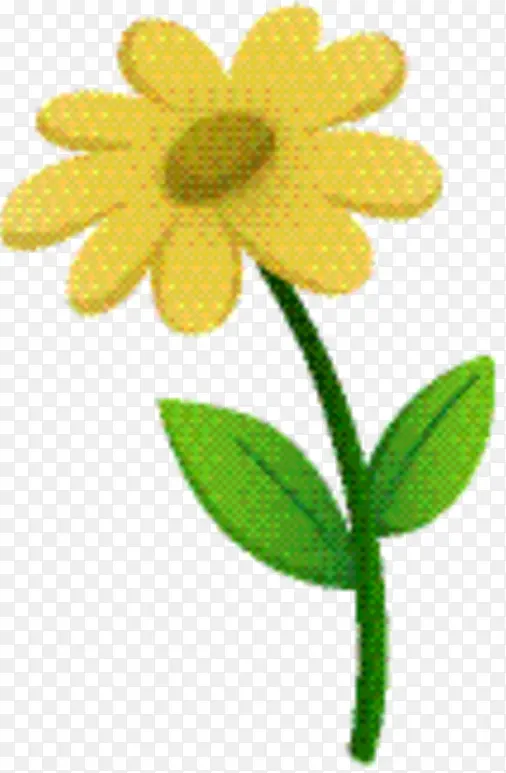 牛眼菊 草本植物 黄色
