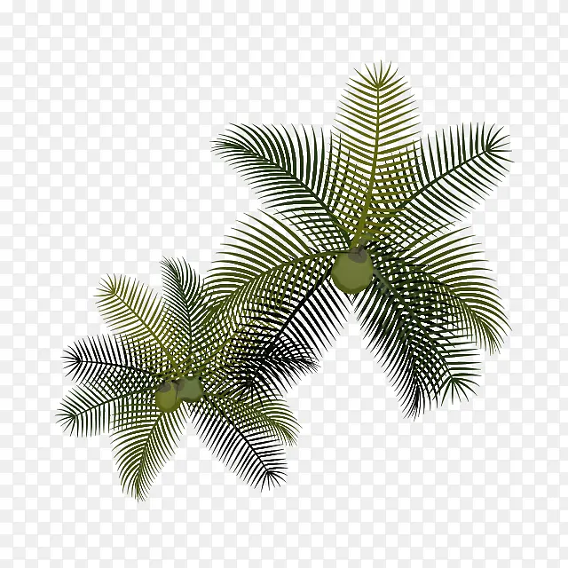 棕榈树 植物茎 叶
