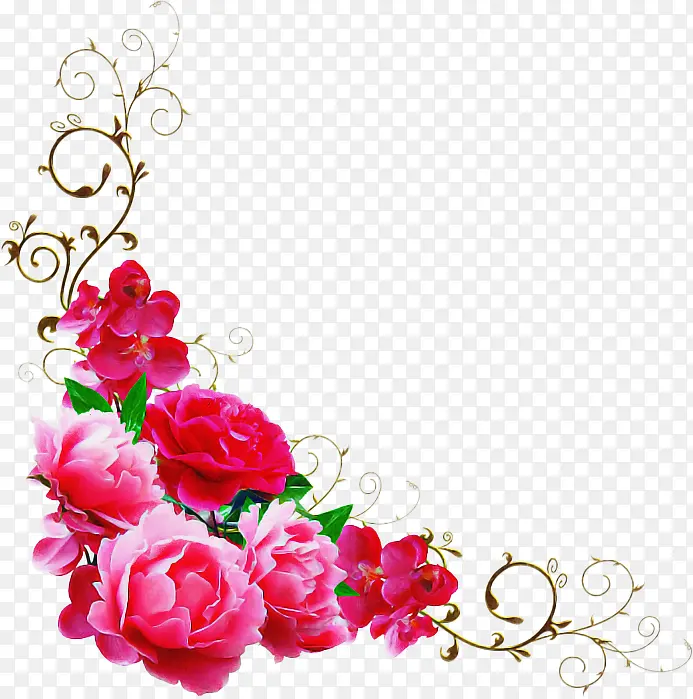 花园玫瑰 花朵 花卉设计