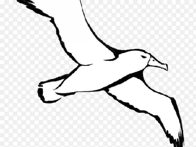 信天翁 鸟 绘画