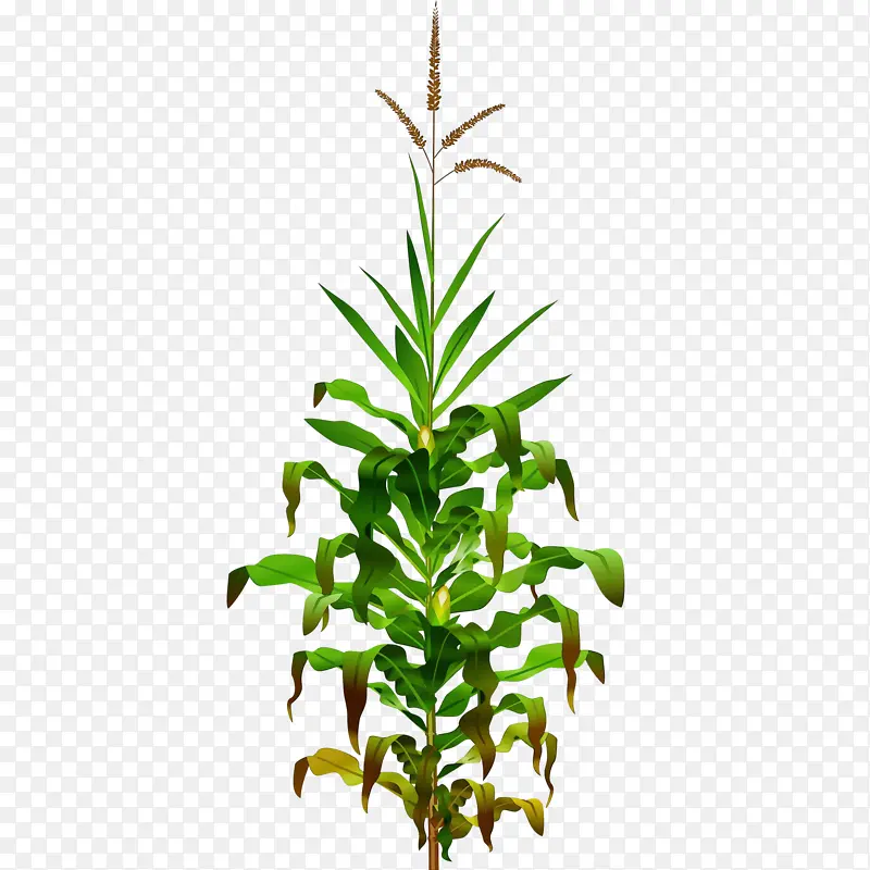 水彩画 颜料 湿墨