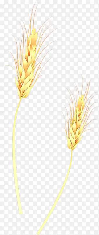 卡通 二芒草 谷类胚芽