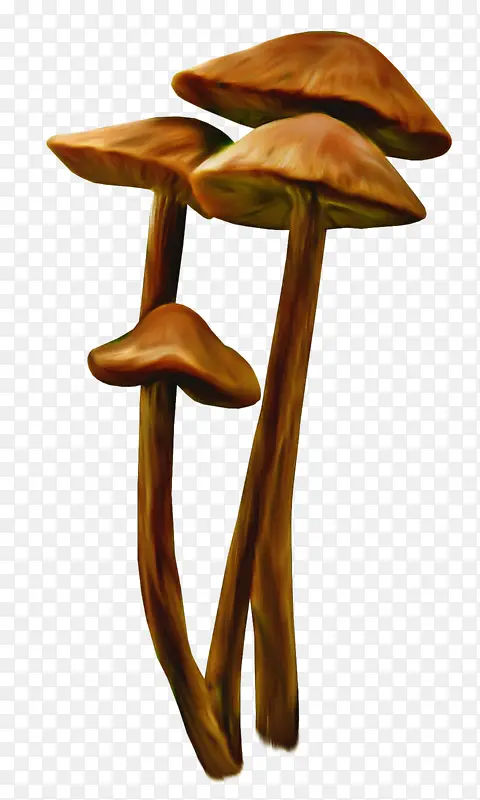 蘑菇 木耳 绘画