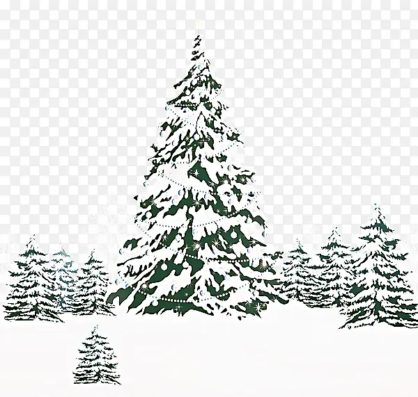 圣诞树 冷杉 锡特卡云杉