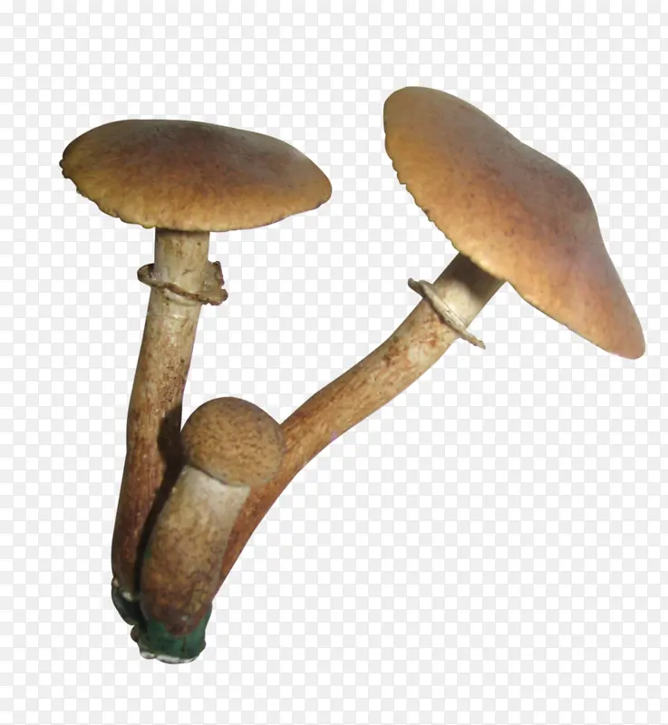 食用菌 牡蛎蘑菇 杏鲍菇
