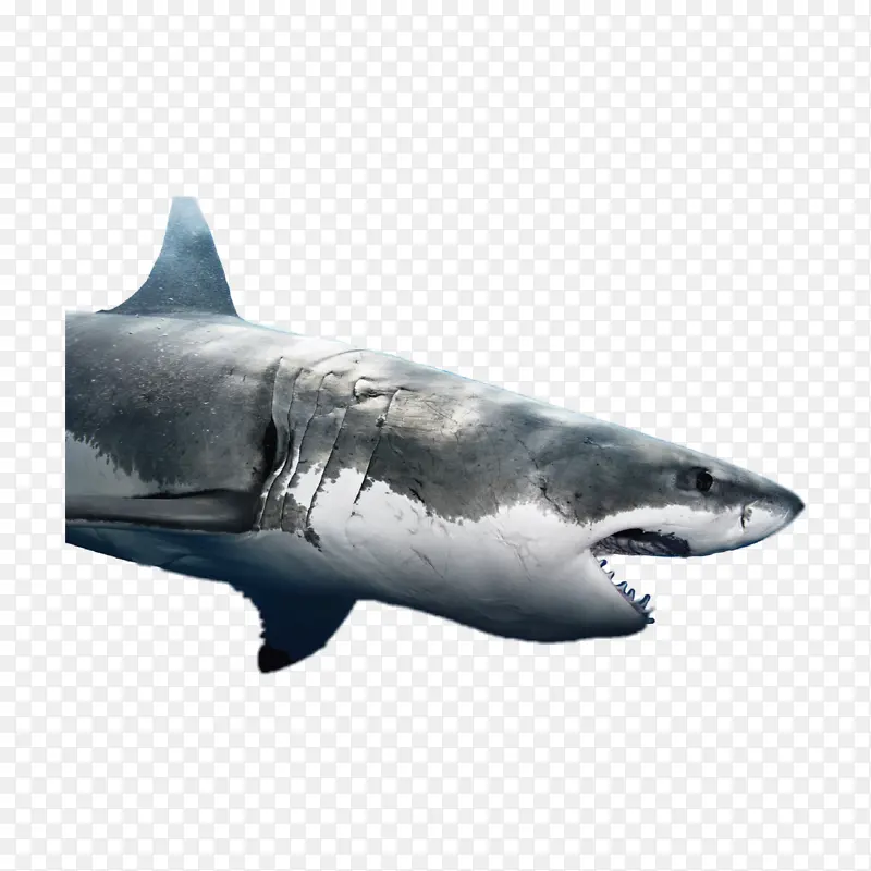 鲨鱼 大白鲨 动物