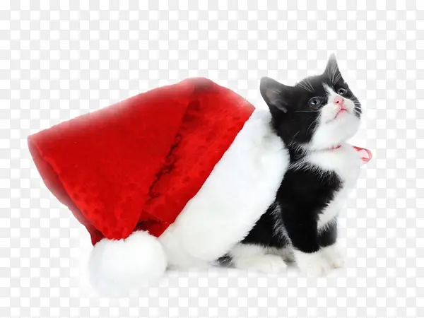 小猫 圣诞节