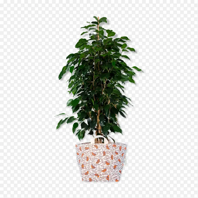 花盆 室内植物 树