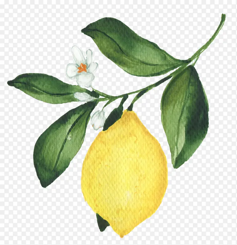 柠檬 香橼 甜柠檬