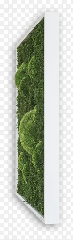 苔藓 森林 绿色森林苔藓