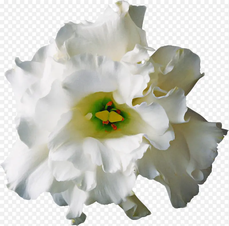 白色 花朵 绿色