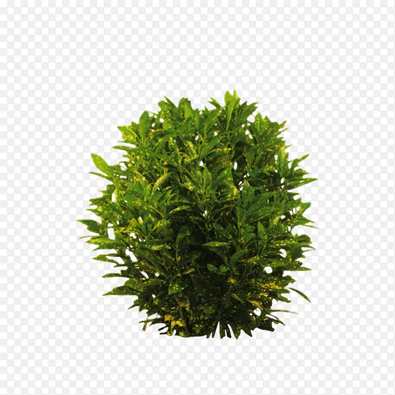 英国红豆杉 水 表面