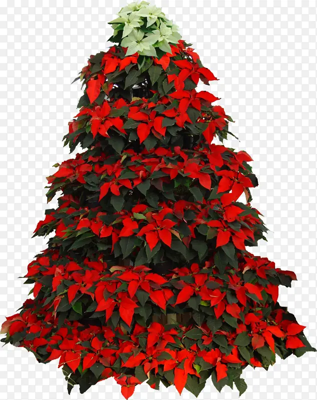 圣诞树 圣诞日 一品红