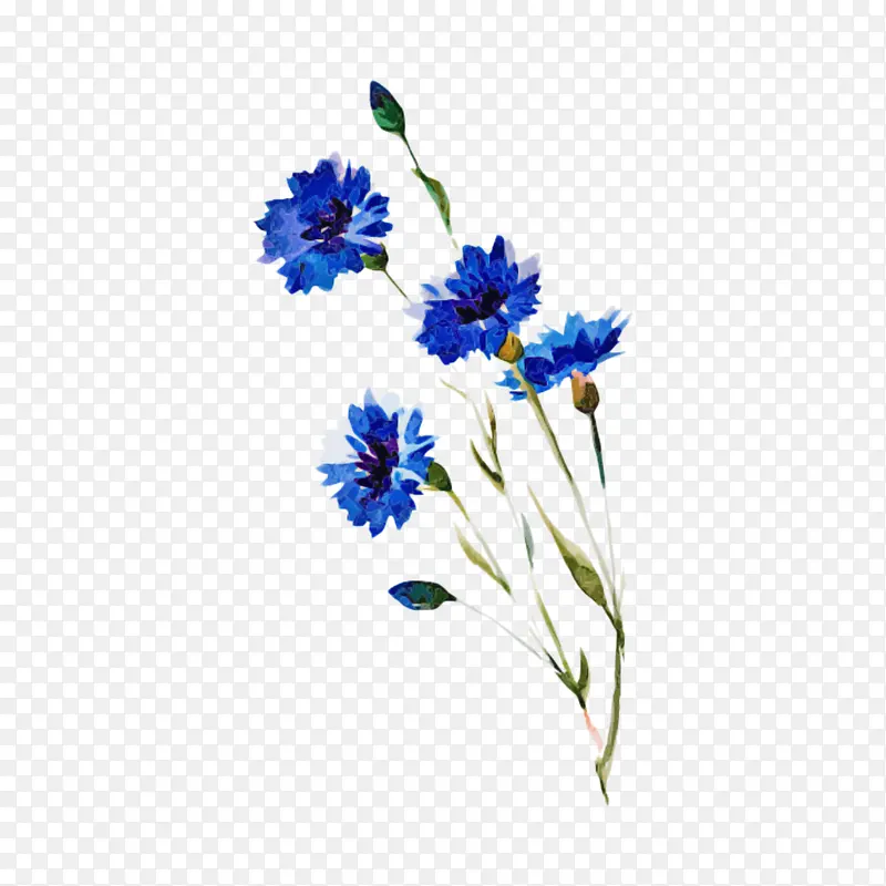 视频 阿萨拉穆阿拉伊库姆 花卉设计