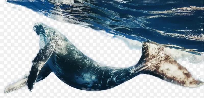 鲸鱼 蓝鲸 动物