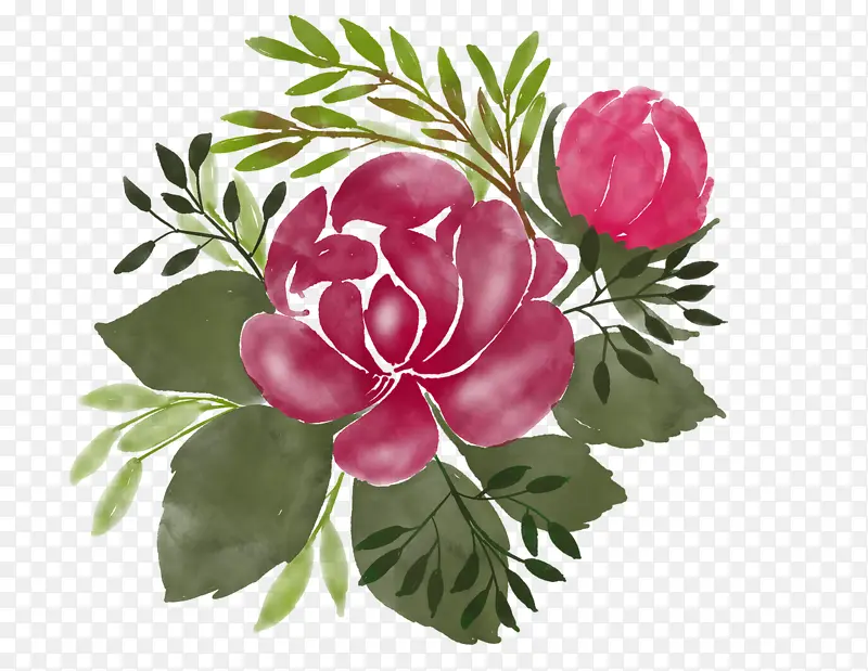 水彩画 花卉 白菜玫瑰