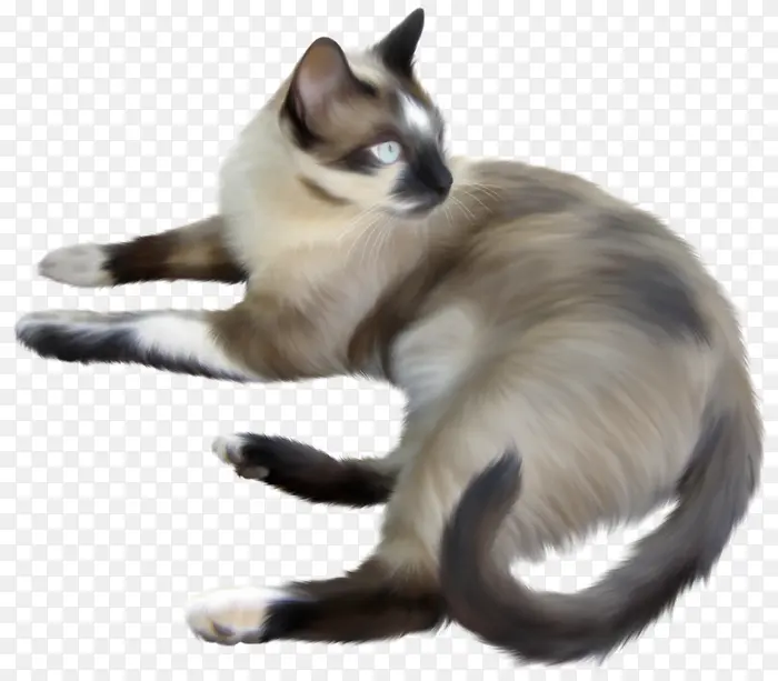 巴厘猫 暹罗猫 泰国猫