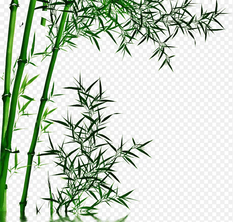 绘画 竹亚科 电视
