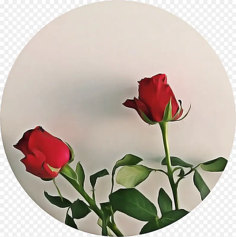 视频 花园玫瑰 标签