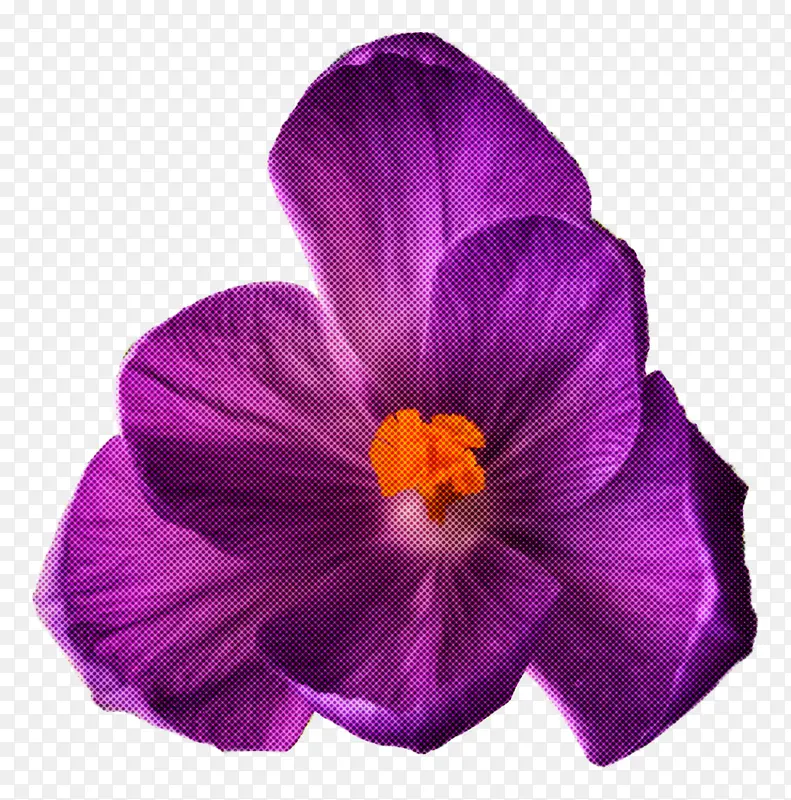 开花植物 花瓣 紫罗兰