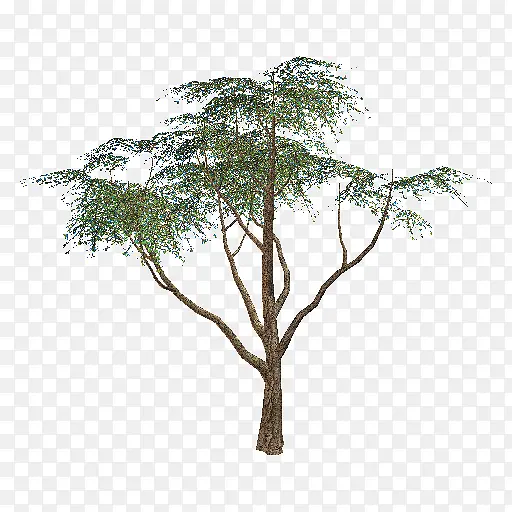树木 植物 树枝PNG图片素材下载_图片编号6890516-PNG素材网