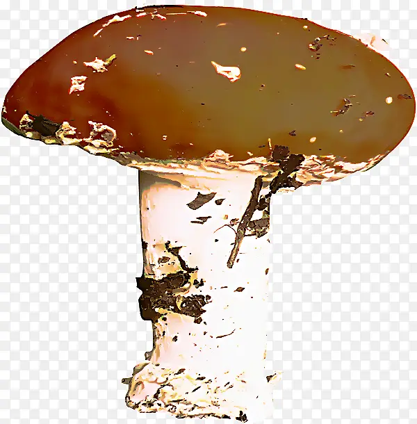 蘑菇 蘑菇科 蘑菇菌