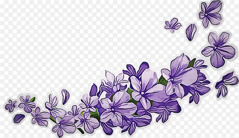 花 紫色 紫罗兰