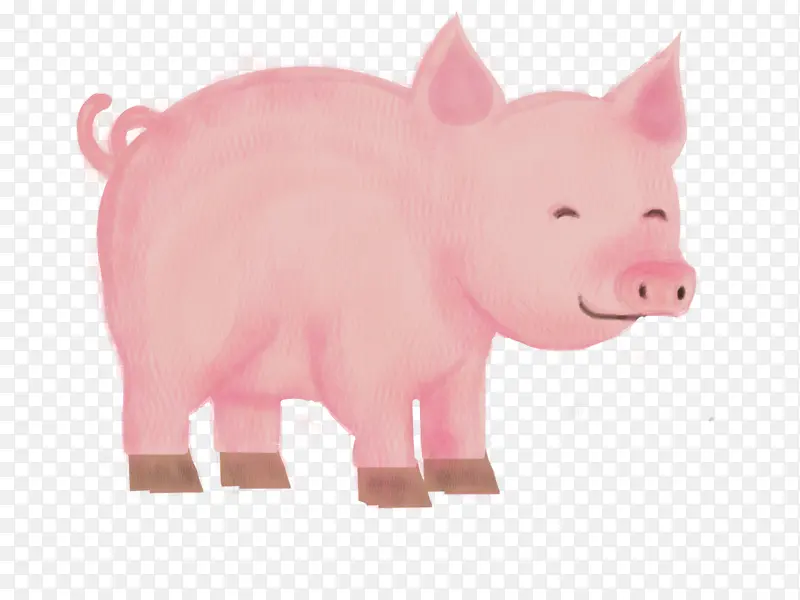 粉色 家猪 猪科