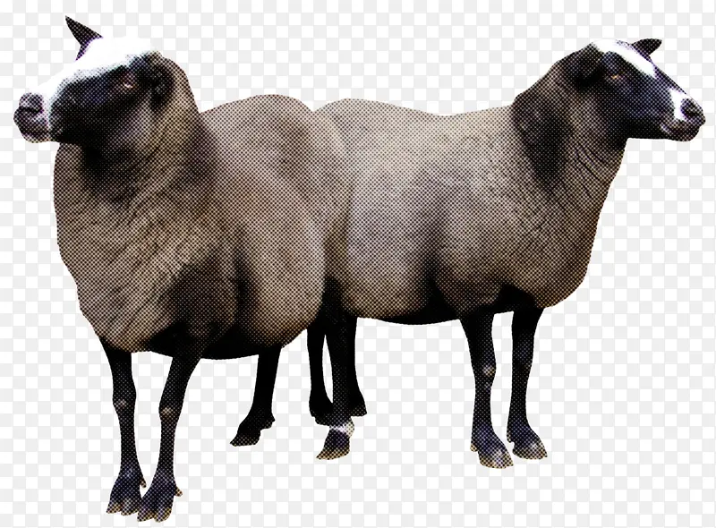 绵羊 牲畜 牛羊家族
