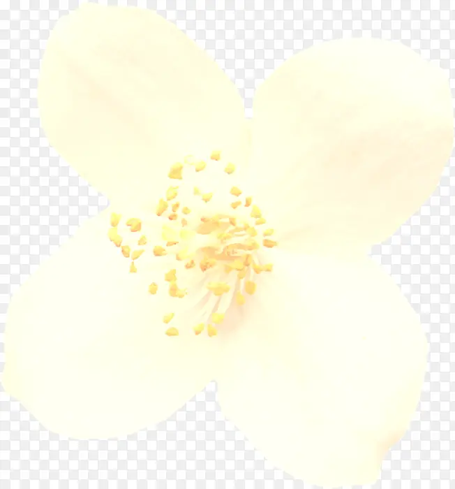 白色 黄色 花瓣