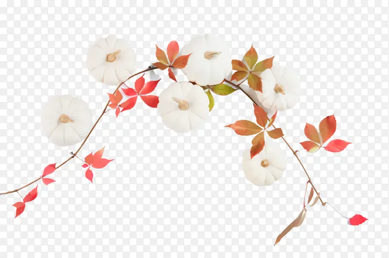 白色 树枝 花朵