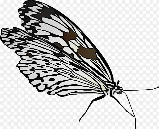 飞蛾和蝴蝶 辛西娅亚属 蝴蝶