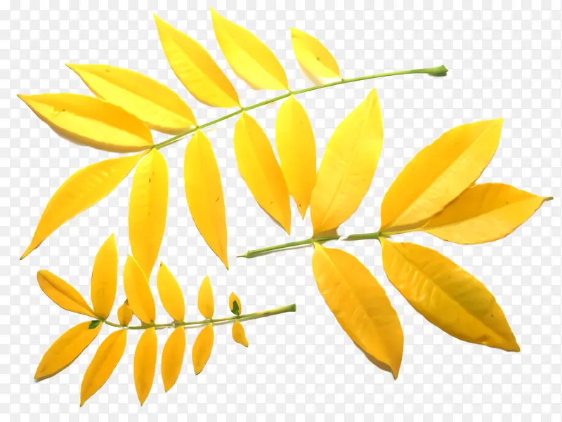黄色 叶子 花