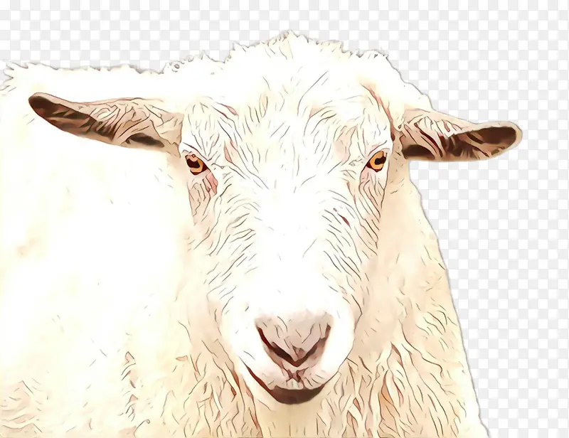 卡通 山羊 绵羊