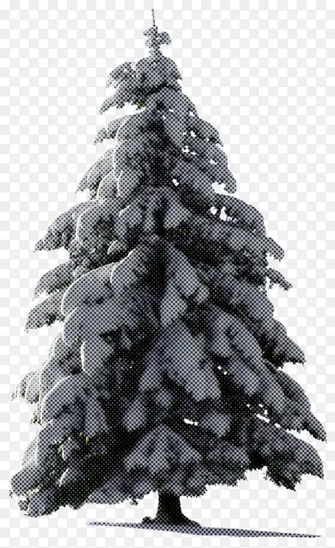 科罗拉多云杉 白松 圣诞树