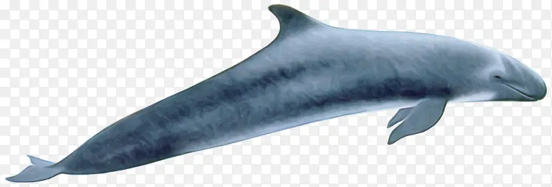 海洋哺乳动物 鳍 鲸目动物