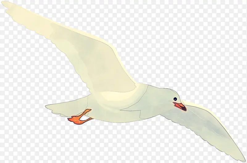 鸟 白色 海鸥