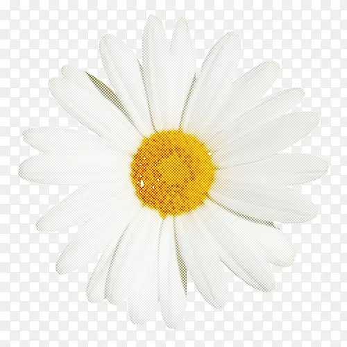 雏菊 花朵 白色