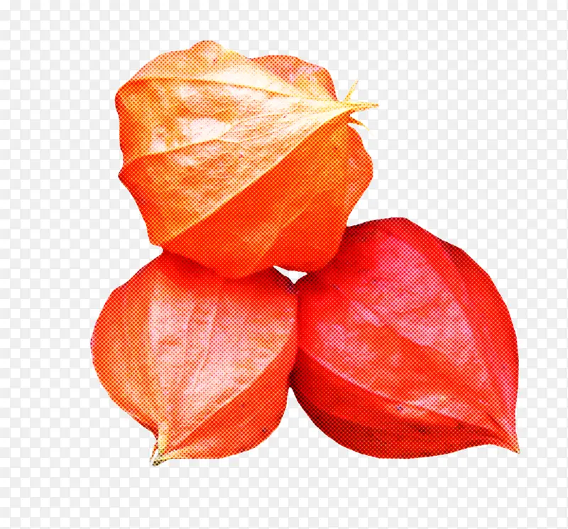 橙子 植物 秘鲁地樱桃
