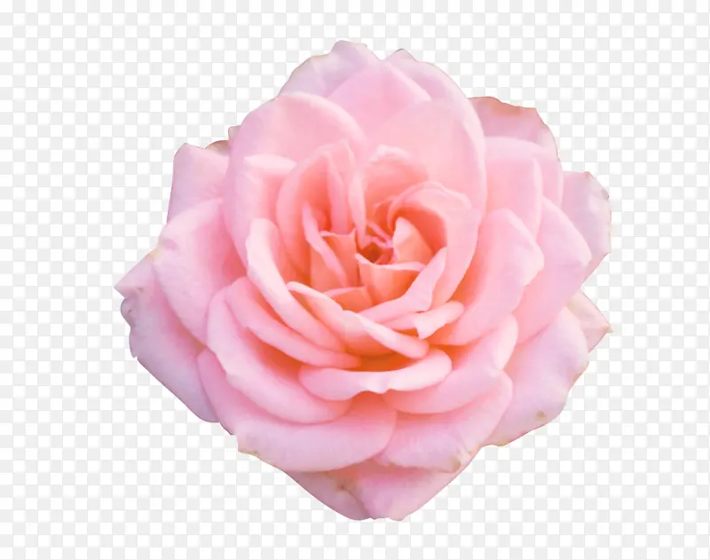 花园玫瑰 粉色 玫瑰