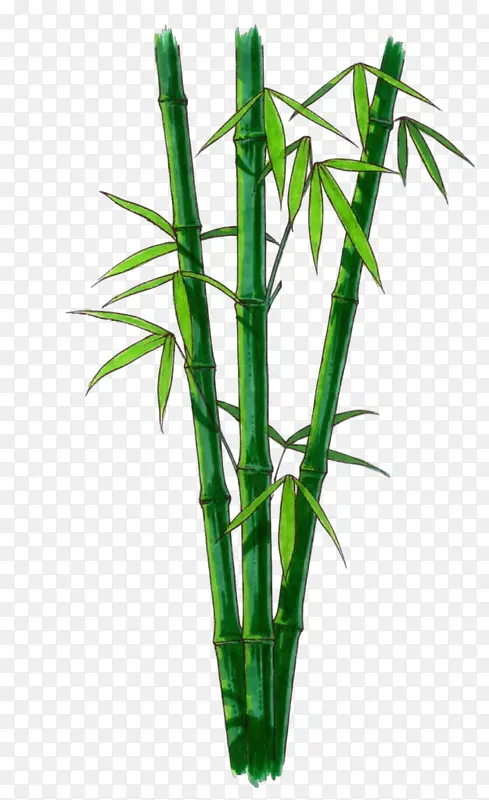 卡通 竹子 植物