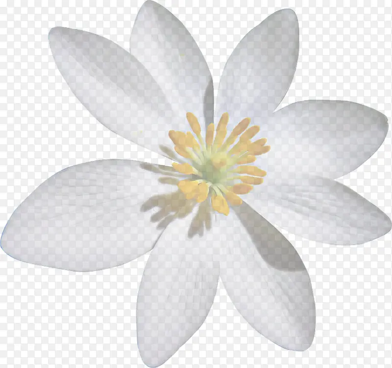 花瓣 白色 花